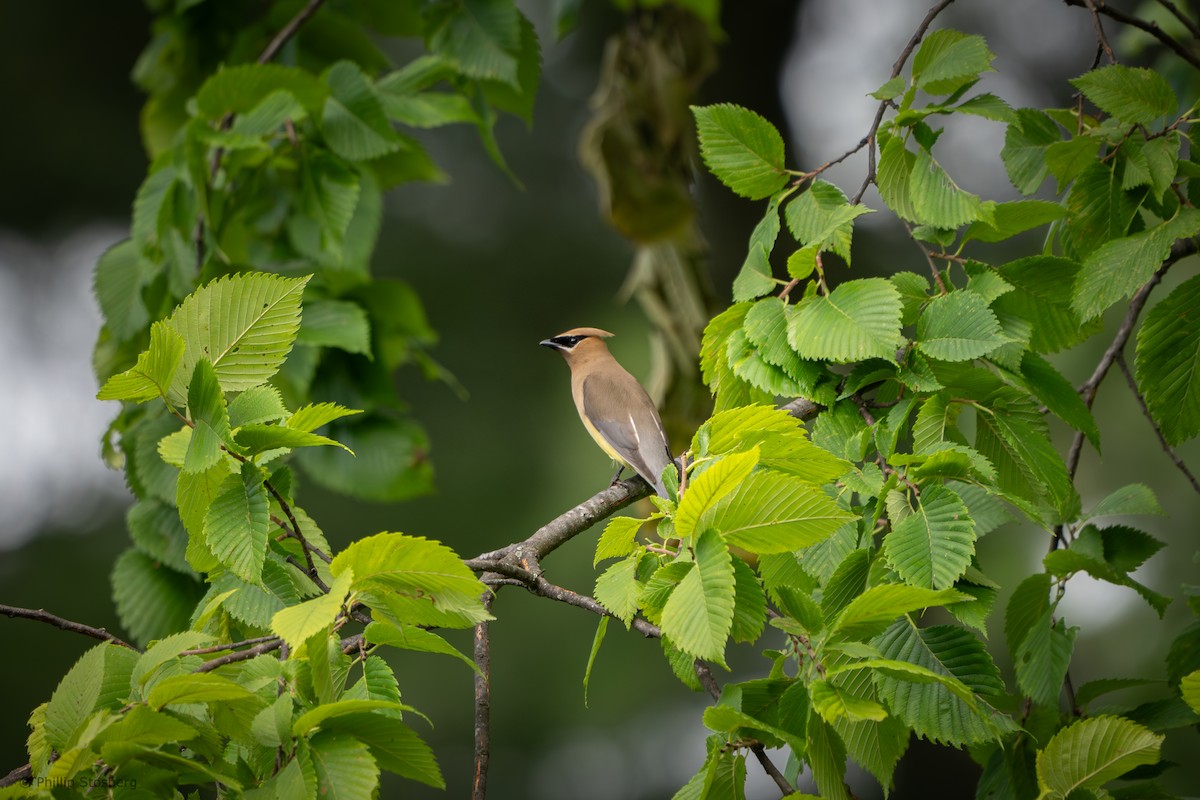 Cedar Waxwing - ML620764448