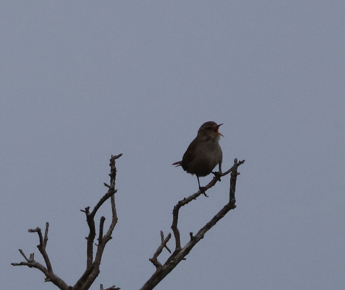 Eurasian Wren - ML620764449