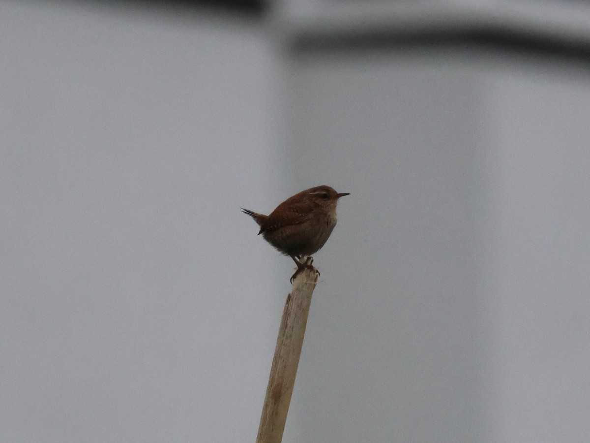 Eurasian Wren - ML620764450