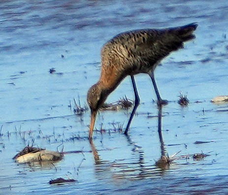 Black-tailed Godwit (limosa) - ML620764454