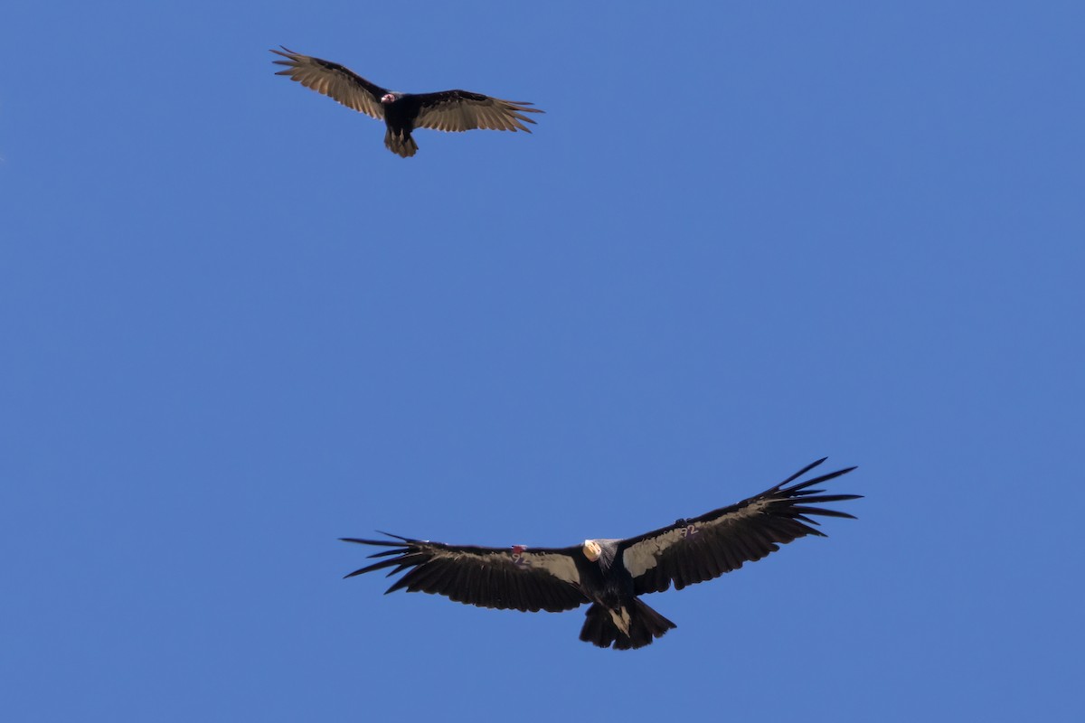 California Condor - ML620764456