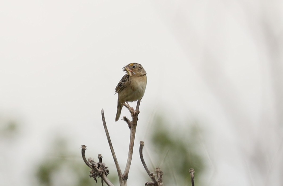 Grasshopper Sparrow - ML620764457