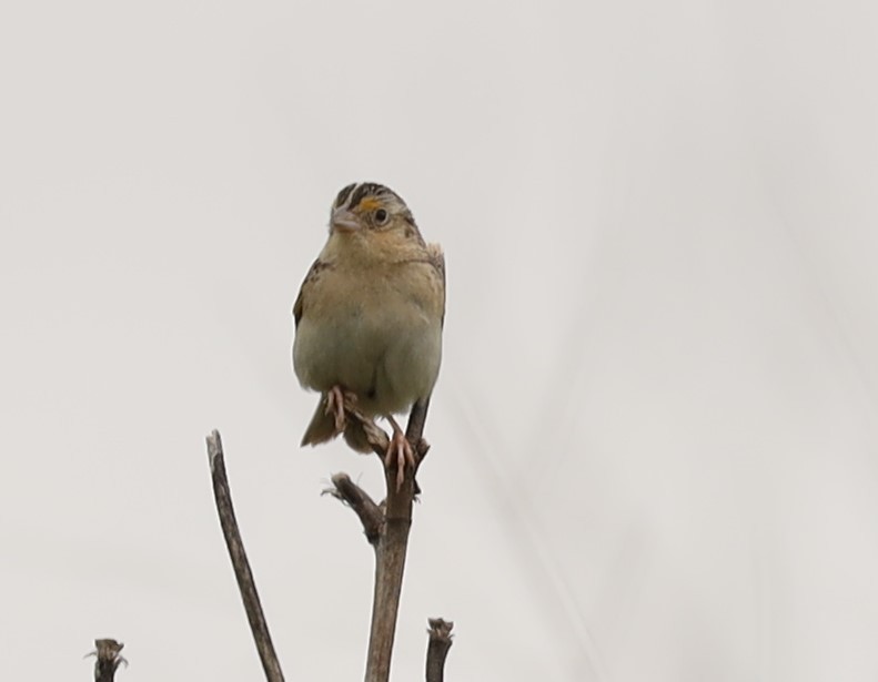 Grasshopper Sparrow - ML620764460