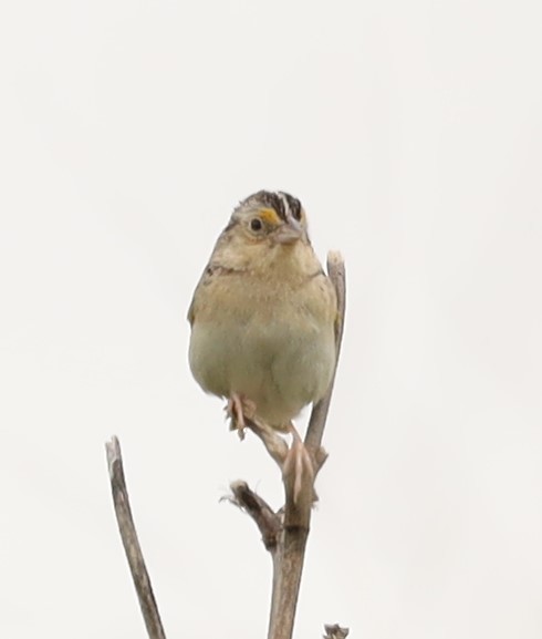 Grasshopper Sparrow - ML620764461