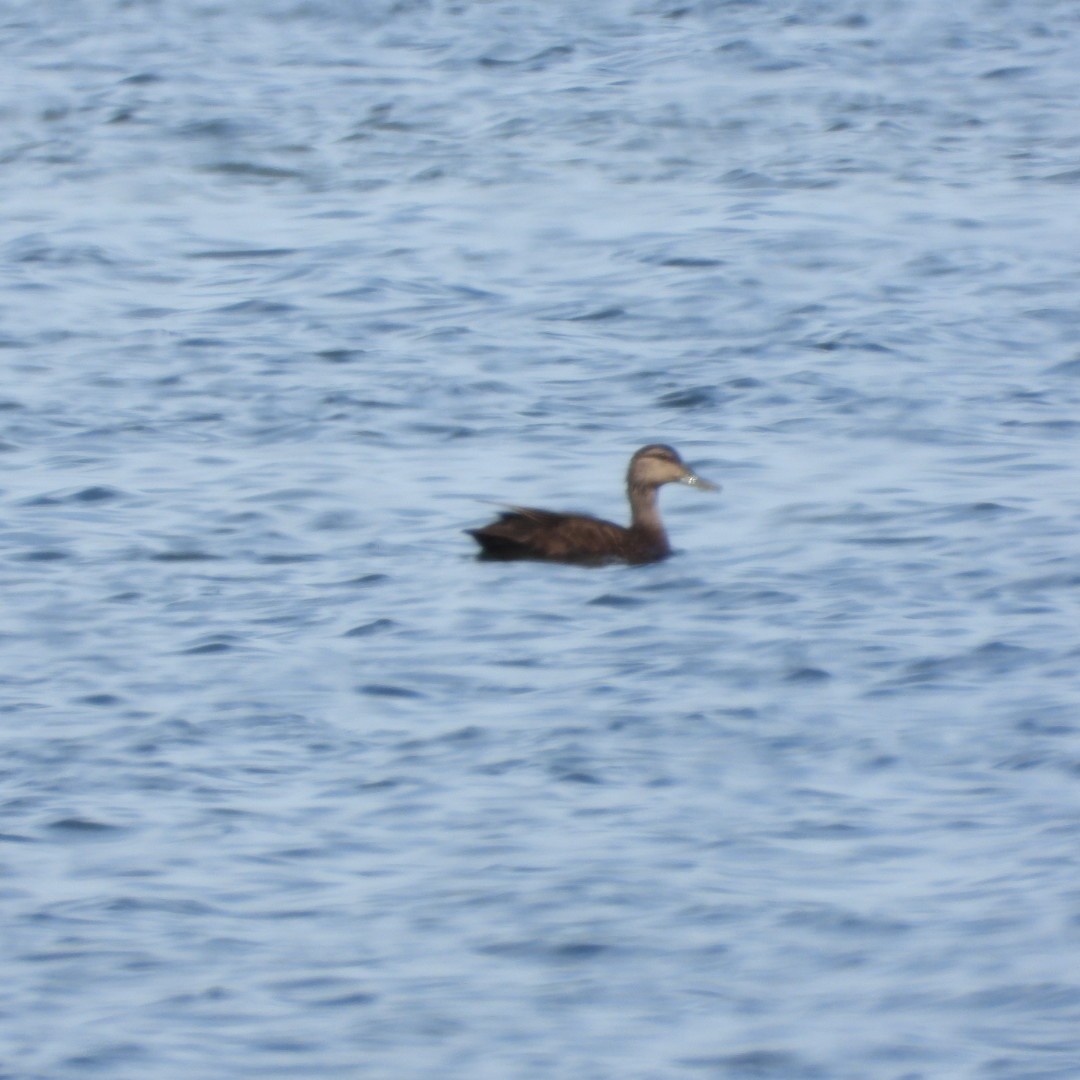 American Black Duck - ML620764462