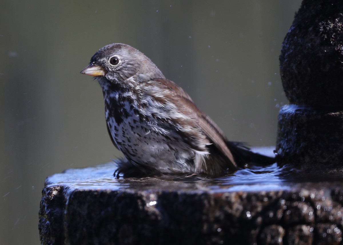 Fox Sparrow - ML620764464