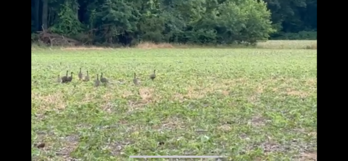 Wild Turkey - ML620764467