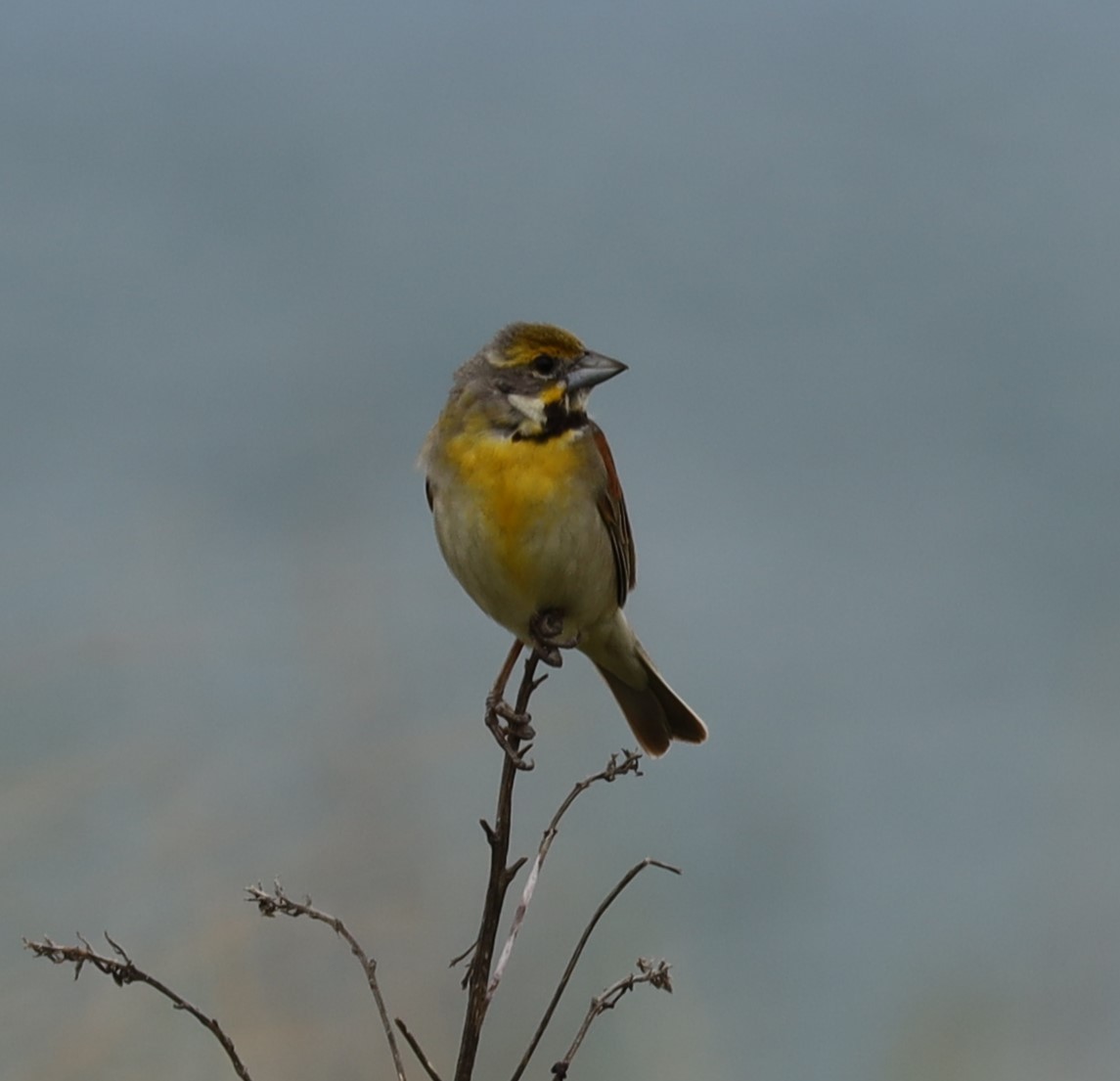 Dickcissel - ML620764469