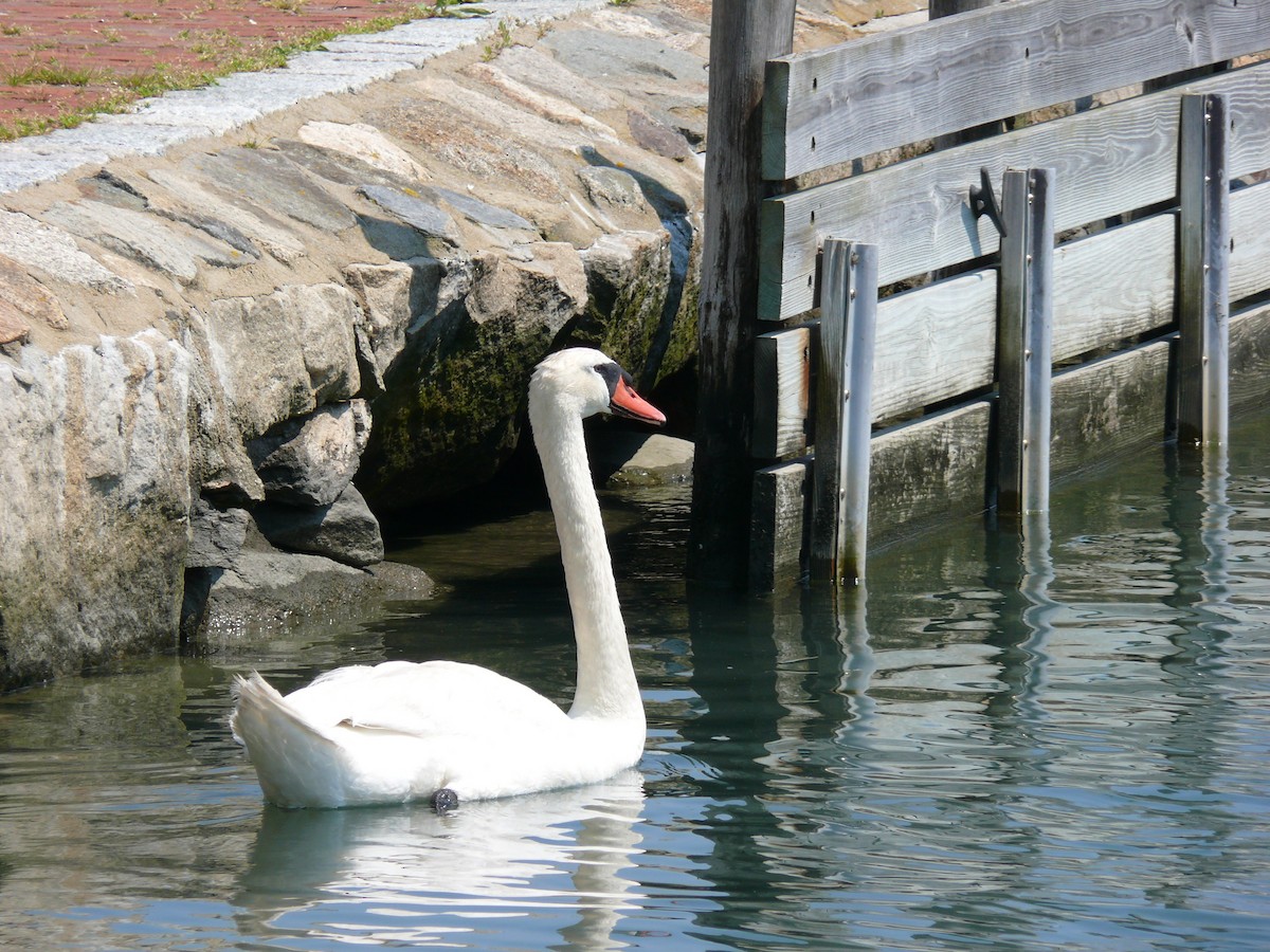 Cygne tuberculé - ML620764475