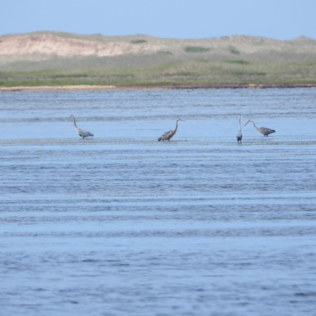 Great Blue Heron - ML620764477