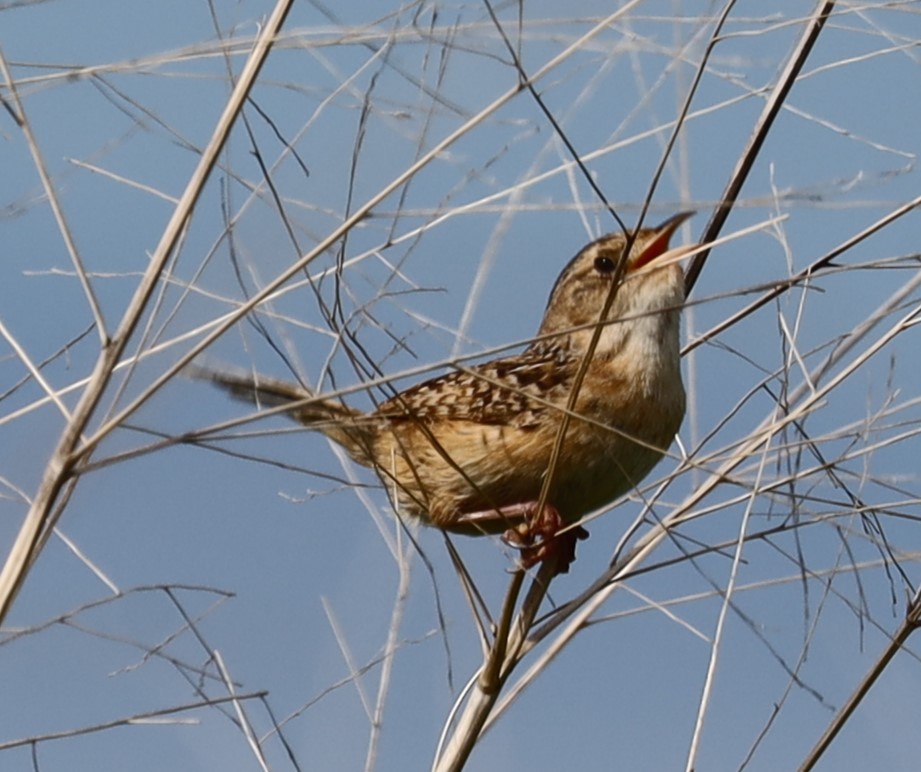 Sedge Wren - ML620764482