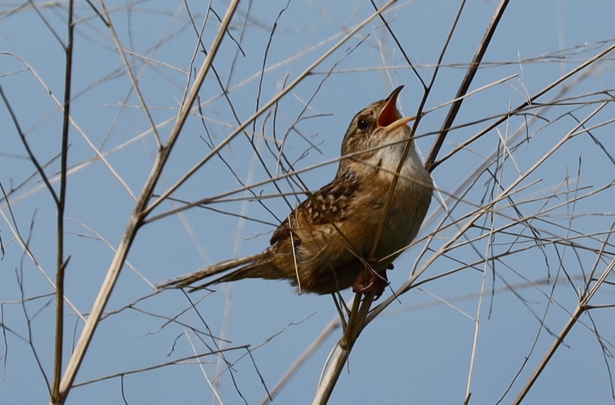 Sedge Wren - Eric Ginsburg