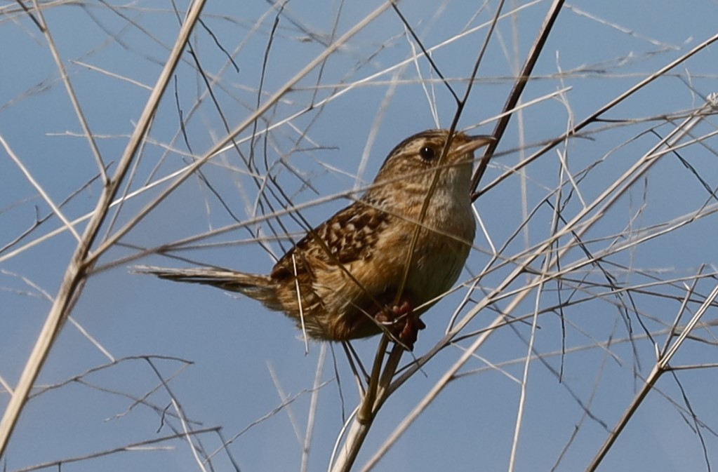 Sedge Wren - ML620764484