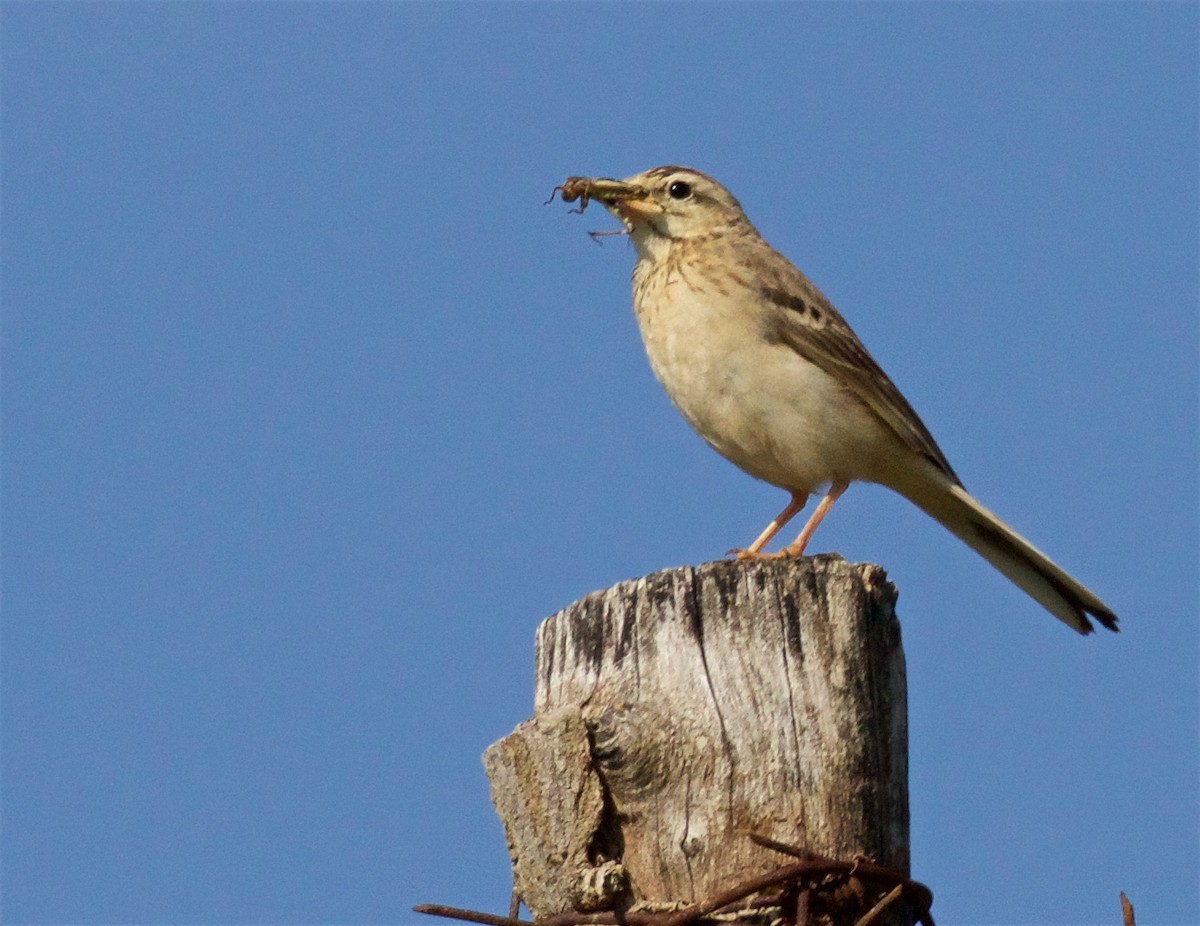 Tawny Pipit - ML620764492