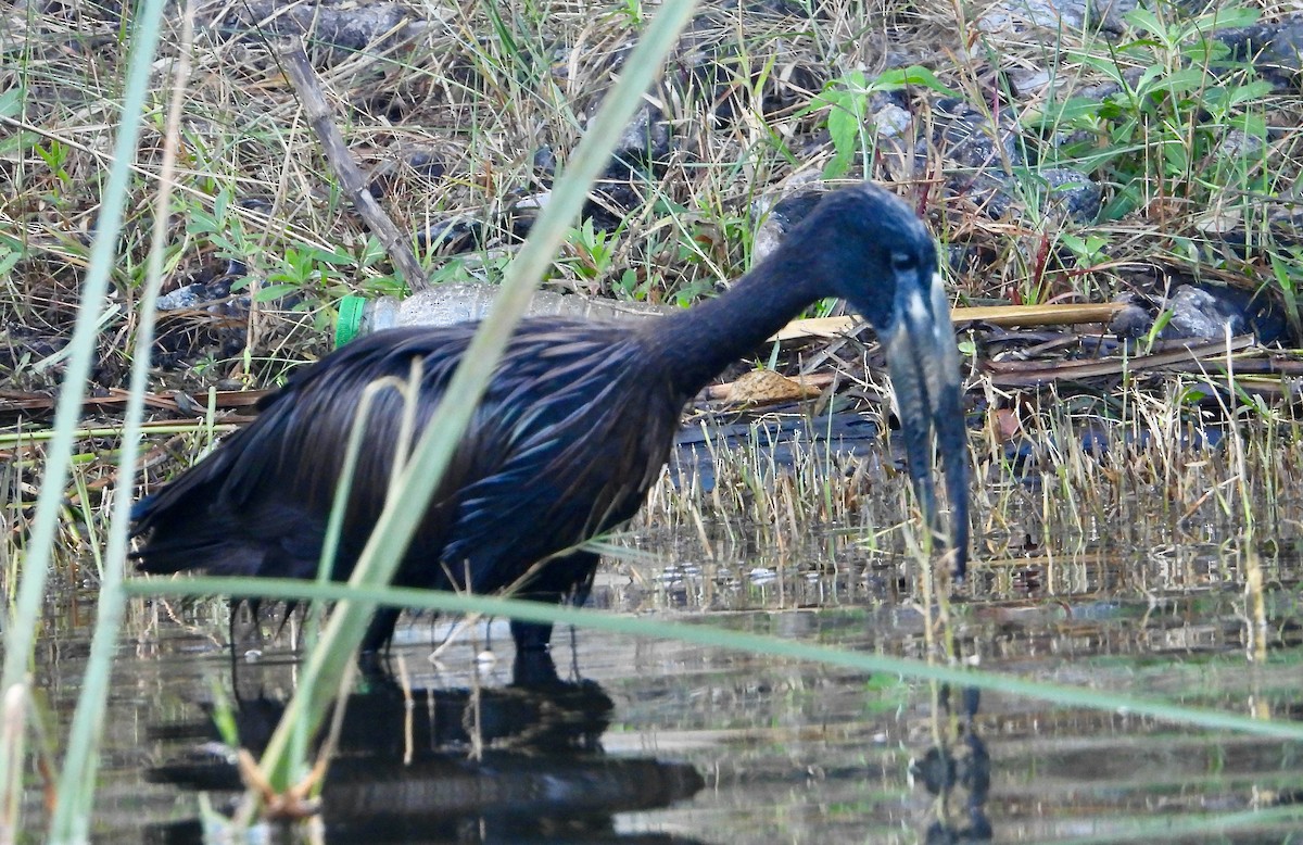 African Openbill - ML620764497