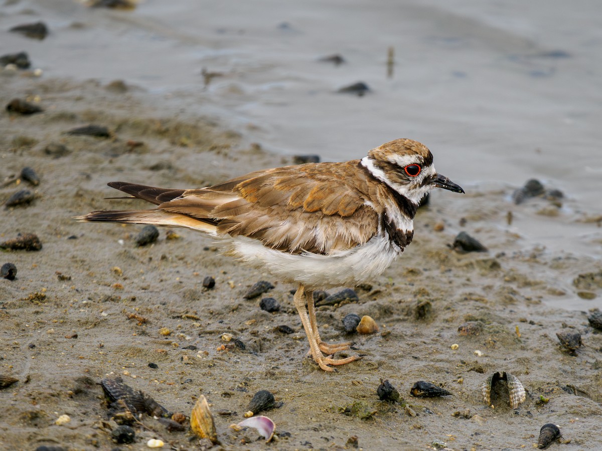 Killdeer - ML620764498