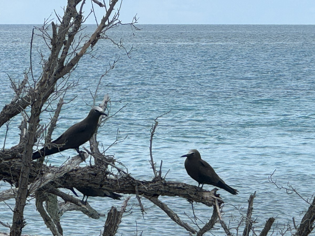 Brown Noddy - ML620764501