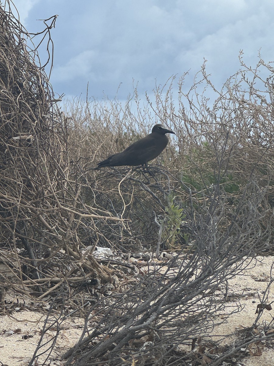 Brown Noddy - ML620764504