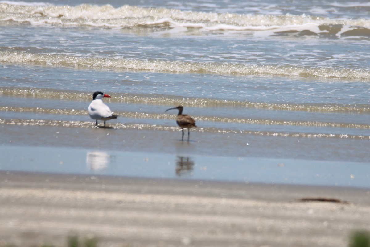 Whimbrel - ML620764520