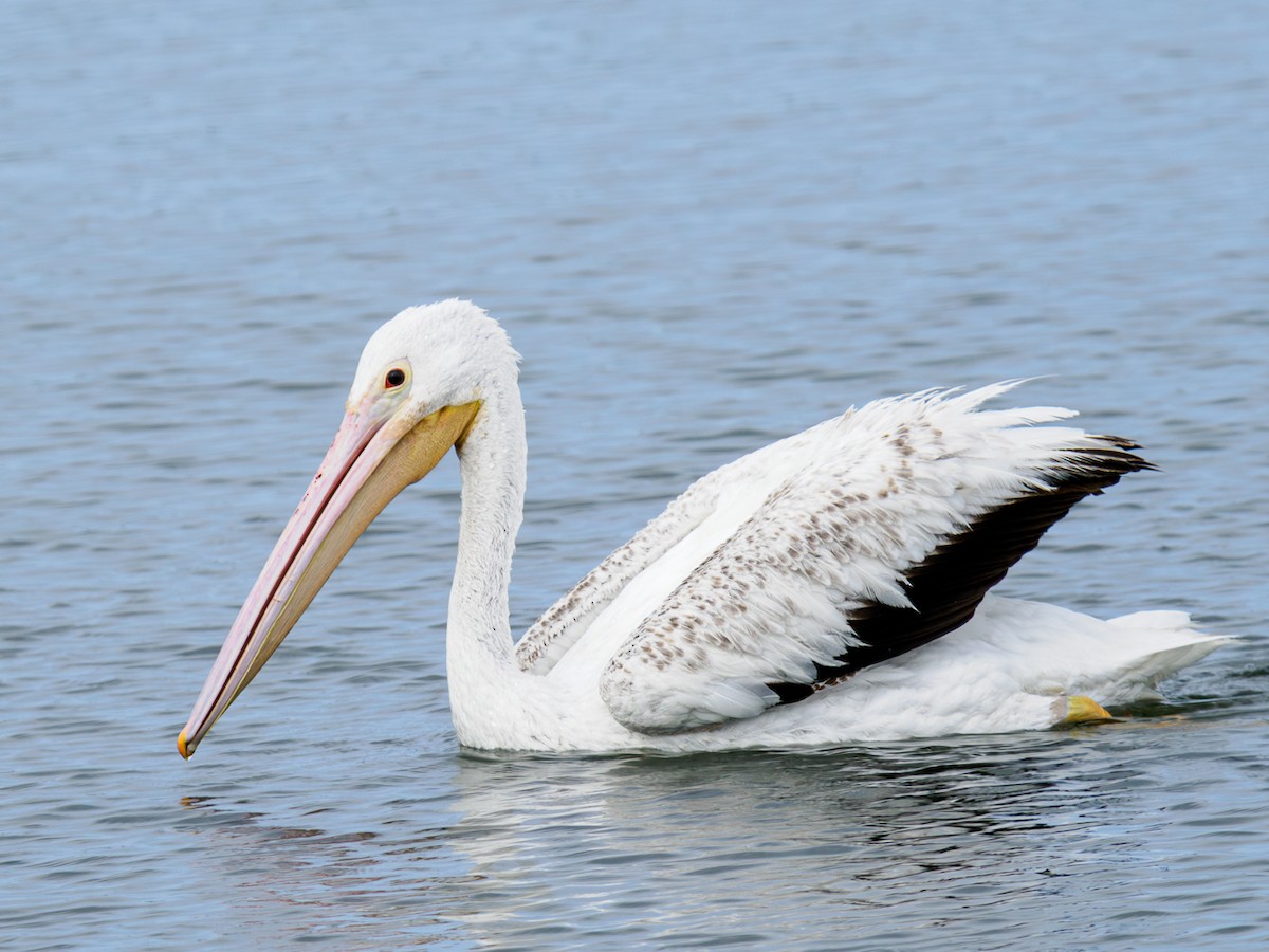 American White Pelican - Prashant Tewari