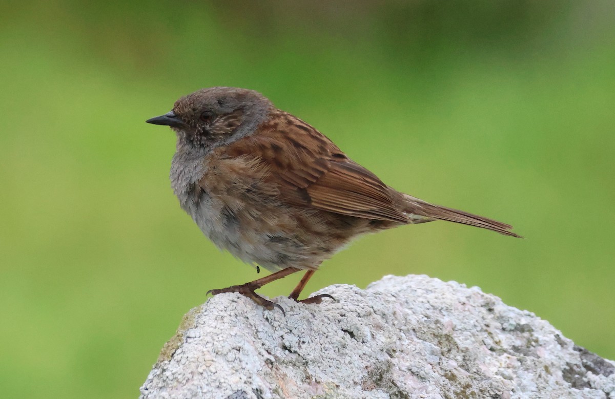 Dunnock - ML620764524