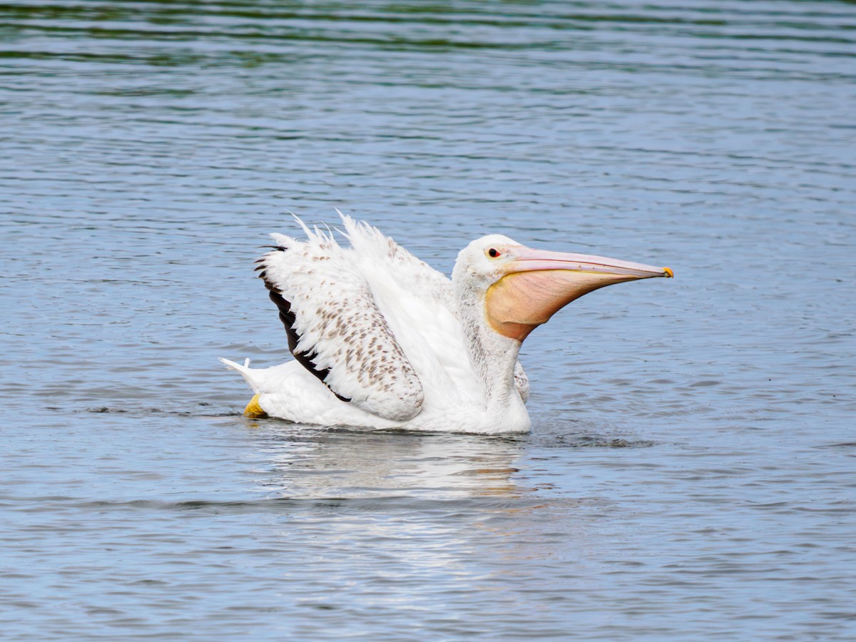 American White Pelican - ML620764525