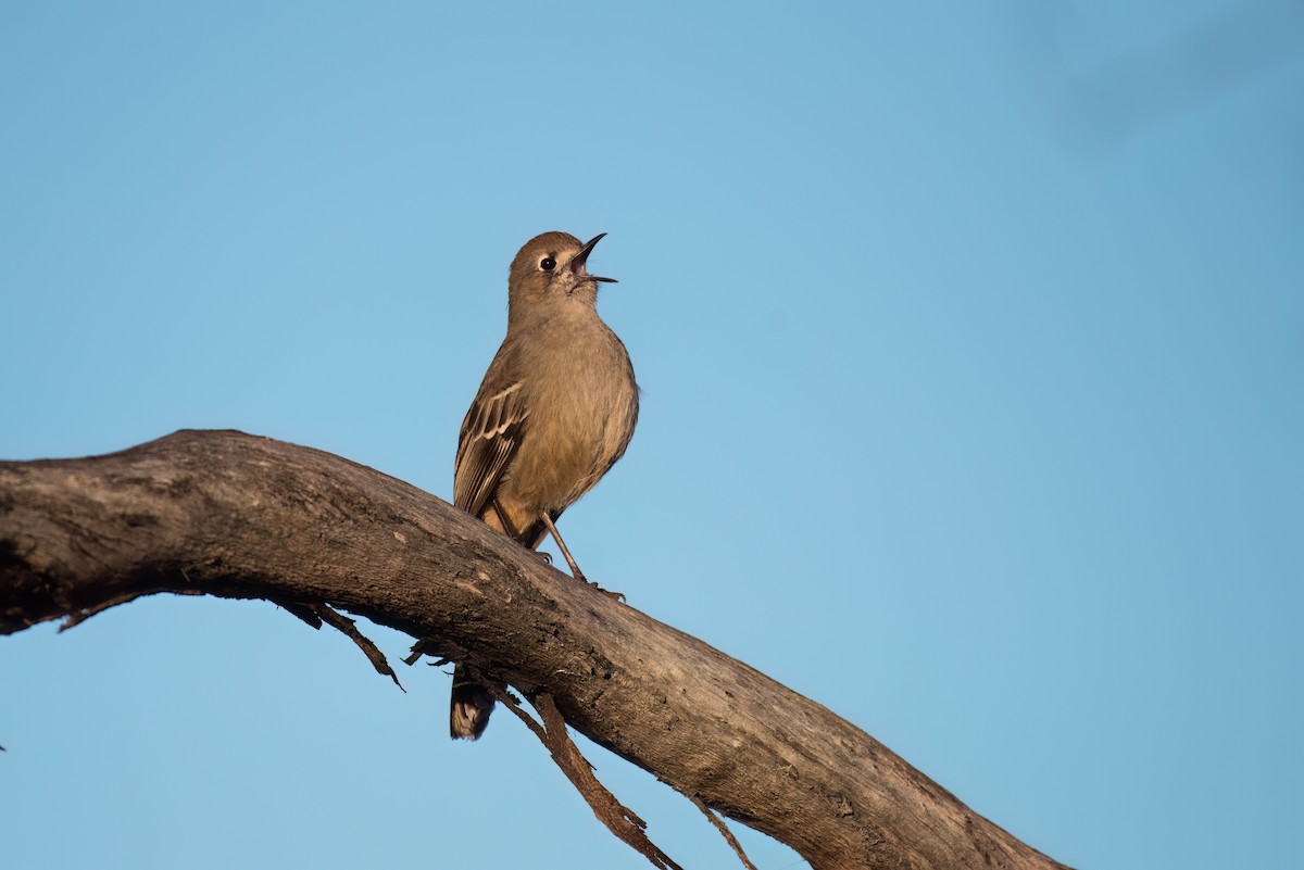 Southern Scrub-Robin - ML620764528