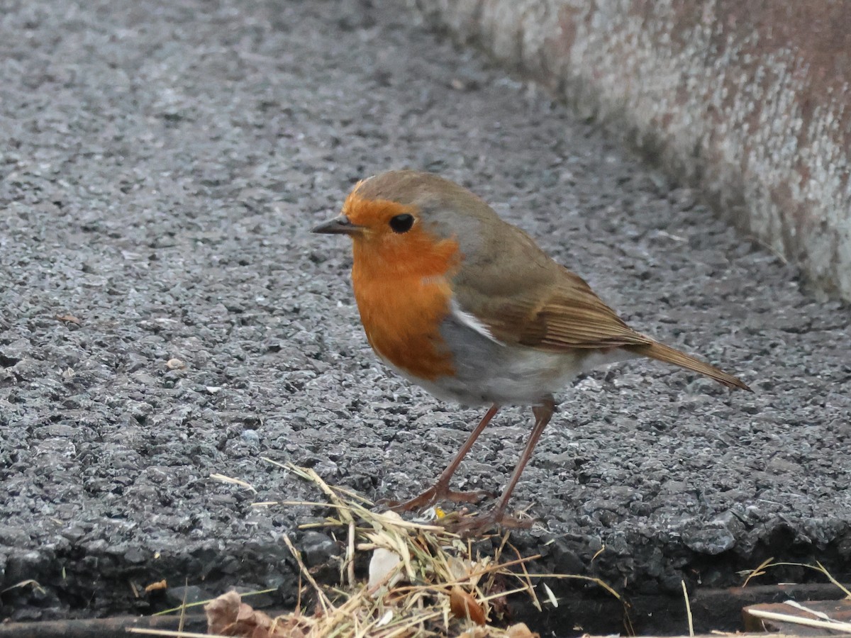 European Robin - Murray DELAHOY