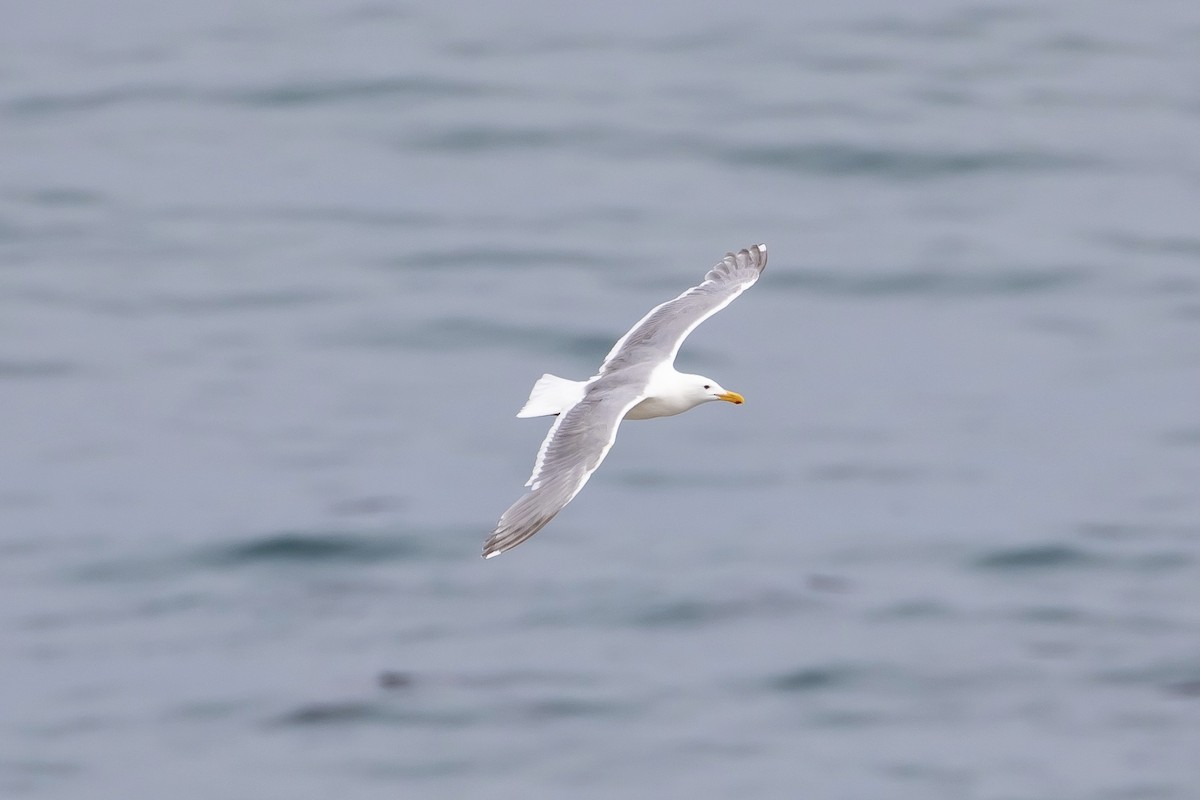 Western x Glaucous-winged Gull (hybrid) - ML620764535