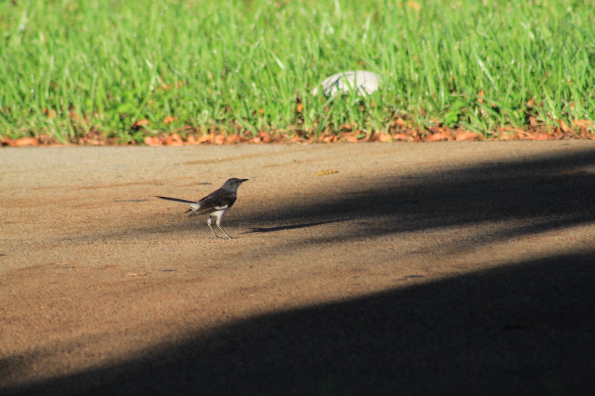 Northern Mockingbird - ML620764536