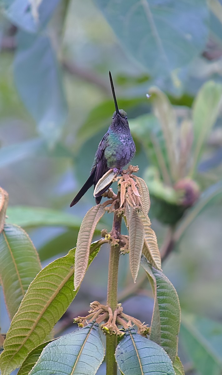 Sword-billed Hummingbird - ML620764539