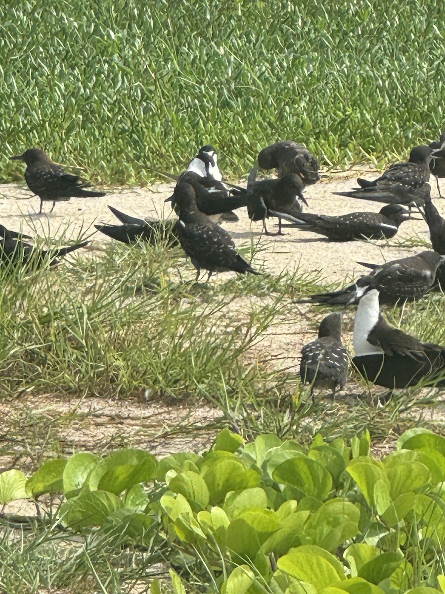 Sooty Tern - ML620764540