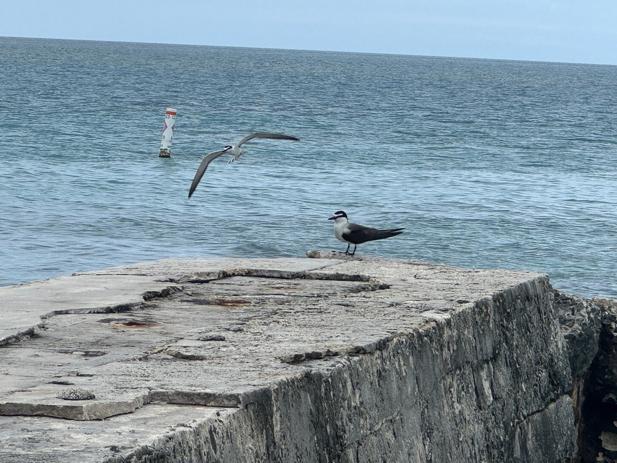 Sooty Tern - ML620764542