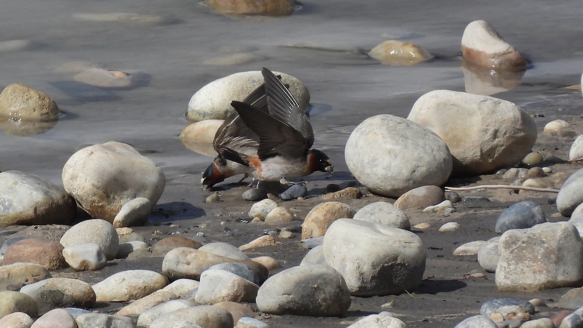 Cliff Swallow - ML620764544