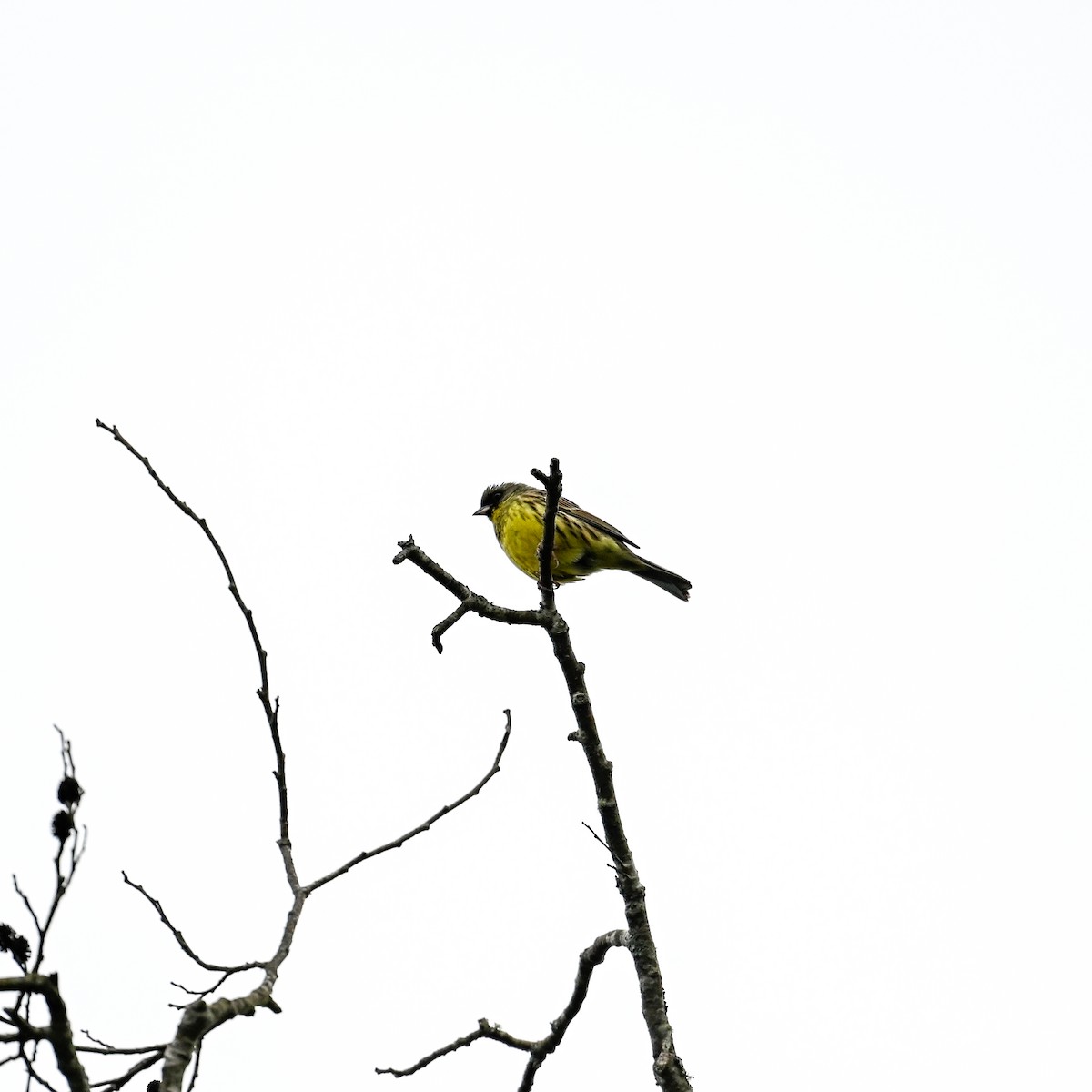 Masked Bunting - ML620764545