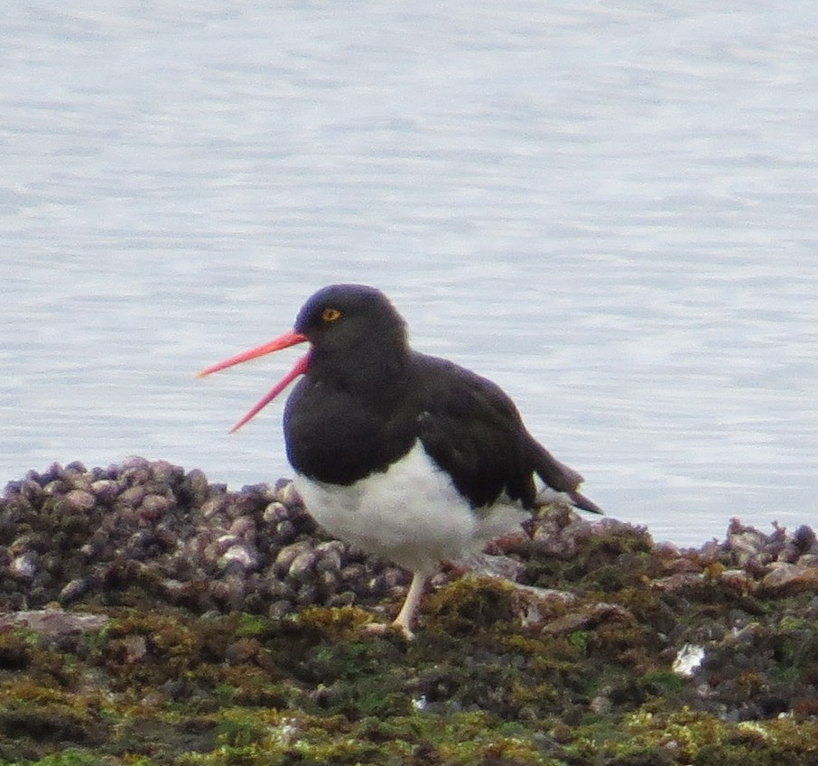 Magellanic Oystercatcher - ML620764546