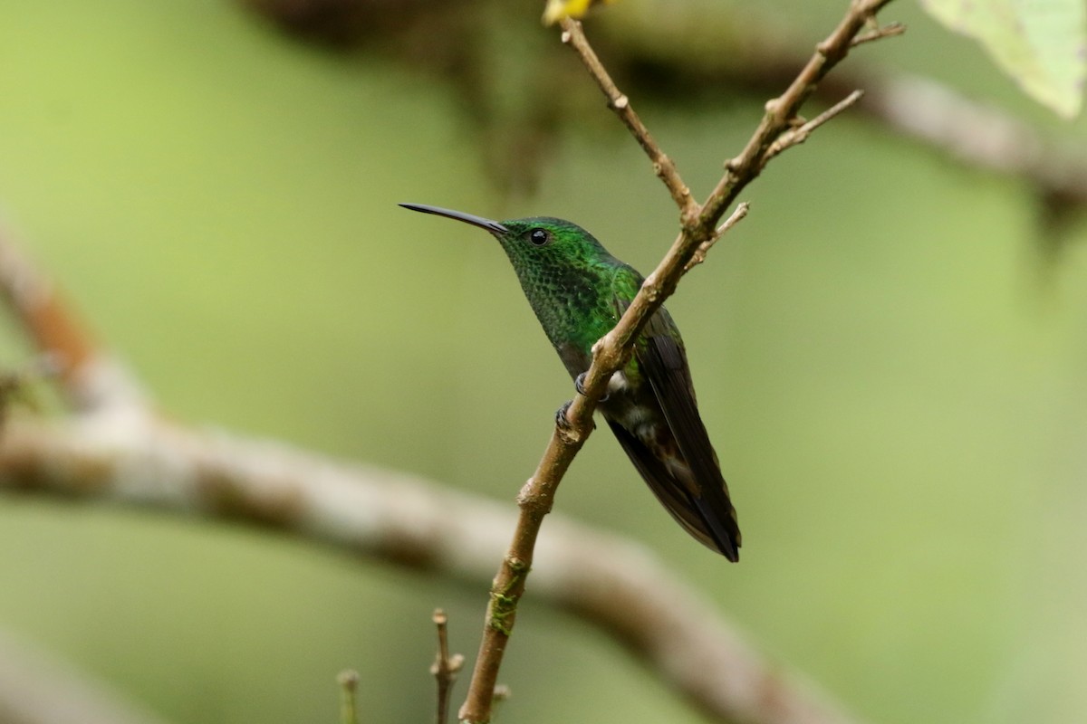 Green-bellied Hummingbird - ML620764547