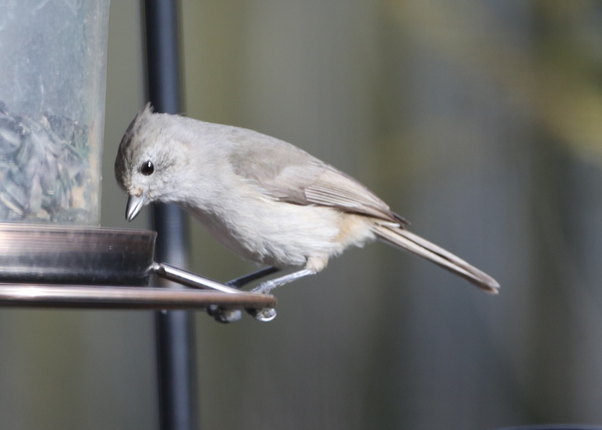 Oak Titmouse - ML620764548