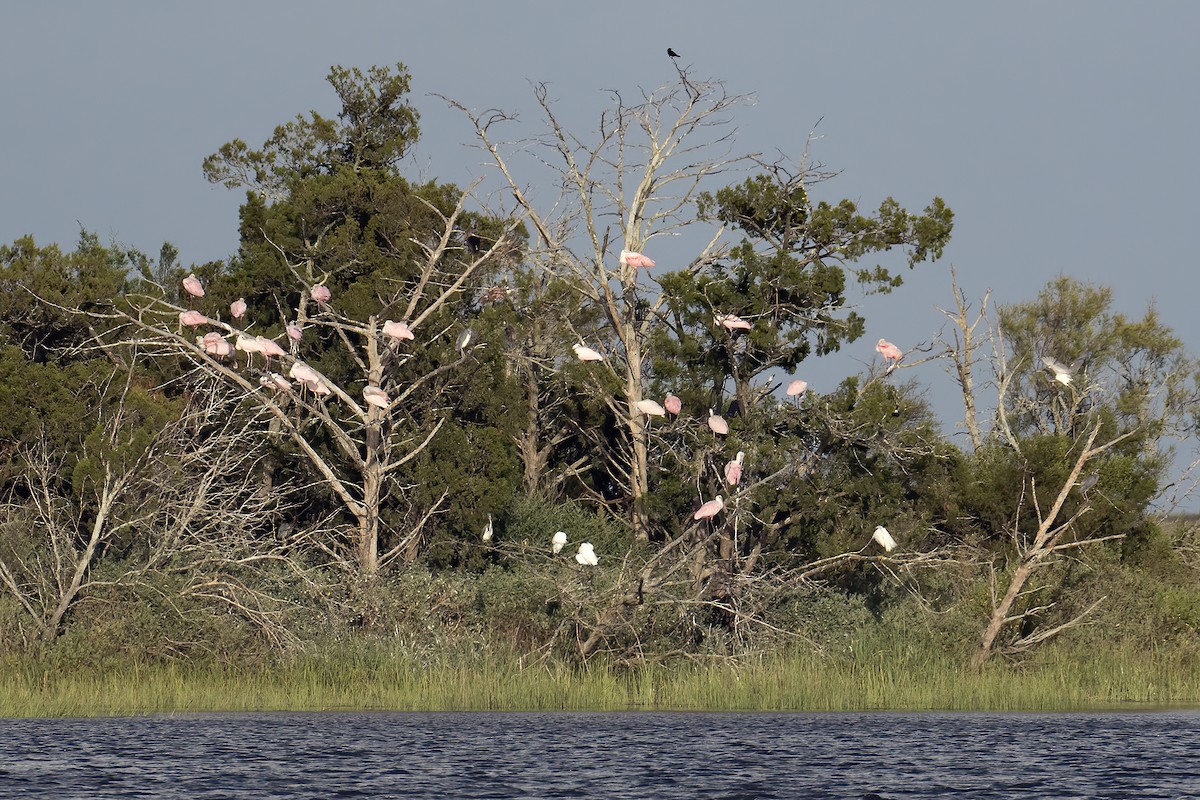 Roseate Spoonbill - ML620764549