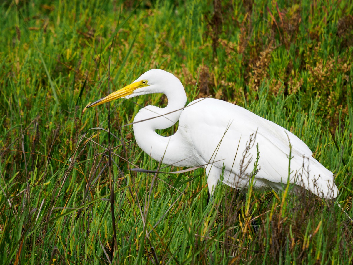 Great Egret - ML620764550