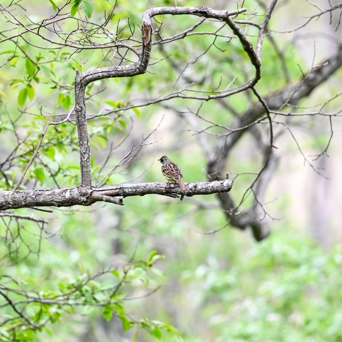 Masked Bunting - ML620764553