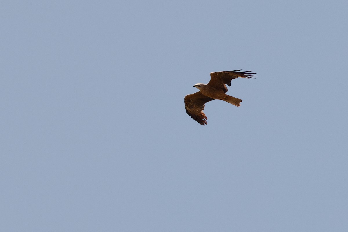 Black Kite - ML620764560