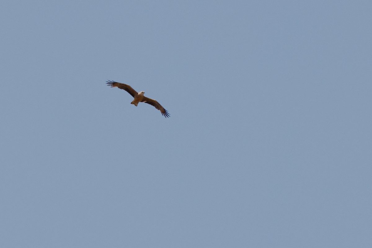 Western Marsh Harrier - ML620764561