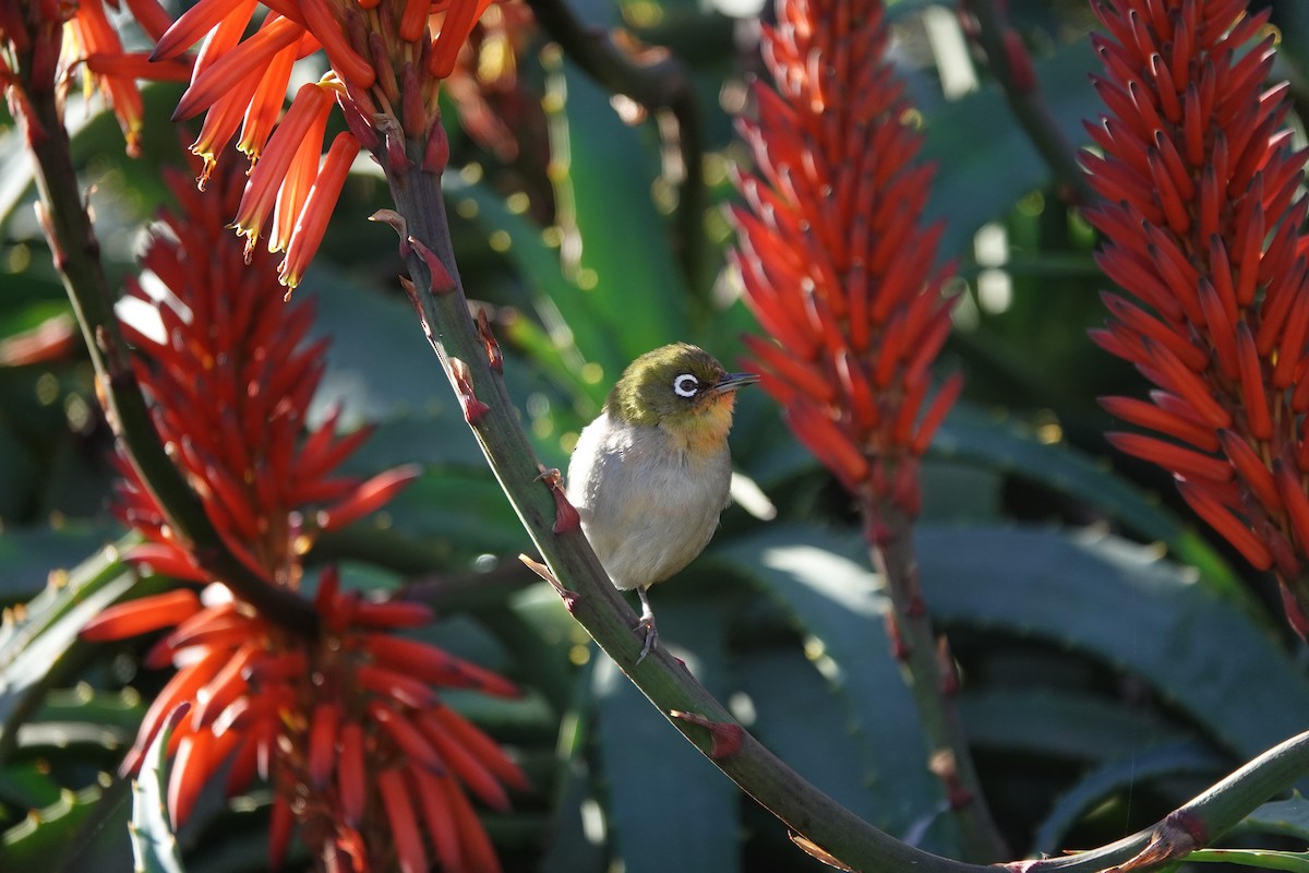 Cape White-eye - ML620764562