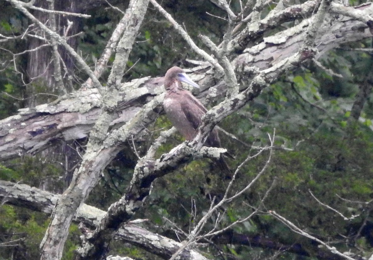 Brown Booby - ML620764564