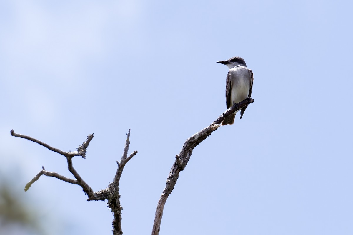 Gray Kingbird - ML620764566