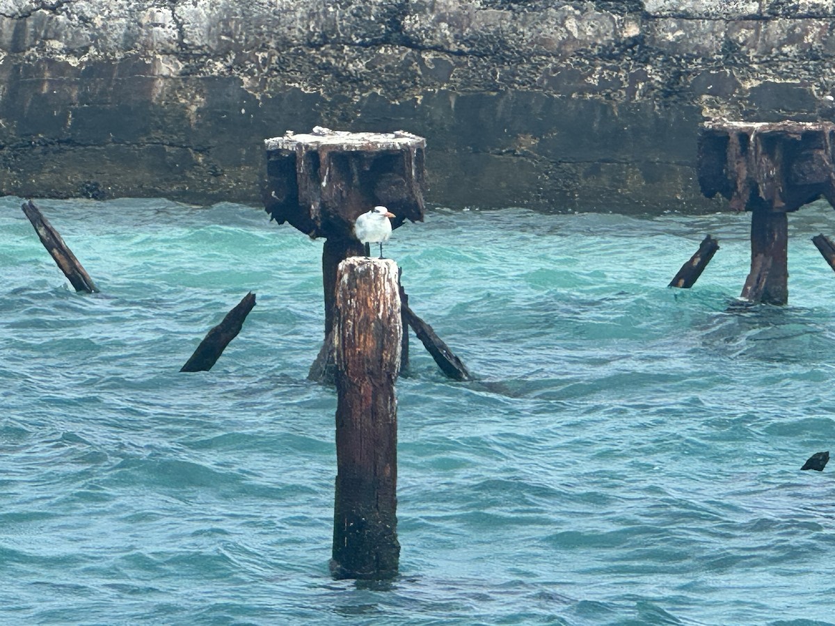 Sandwich Tern - ML620764568