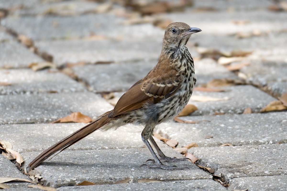 Brown Thrasher - jerry amerson