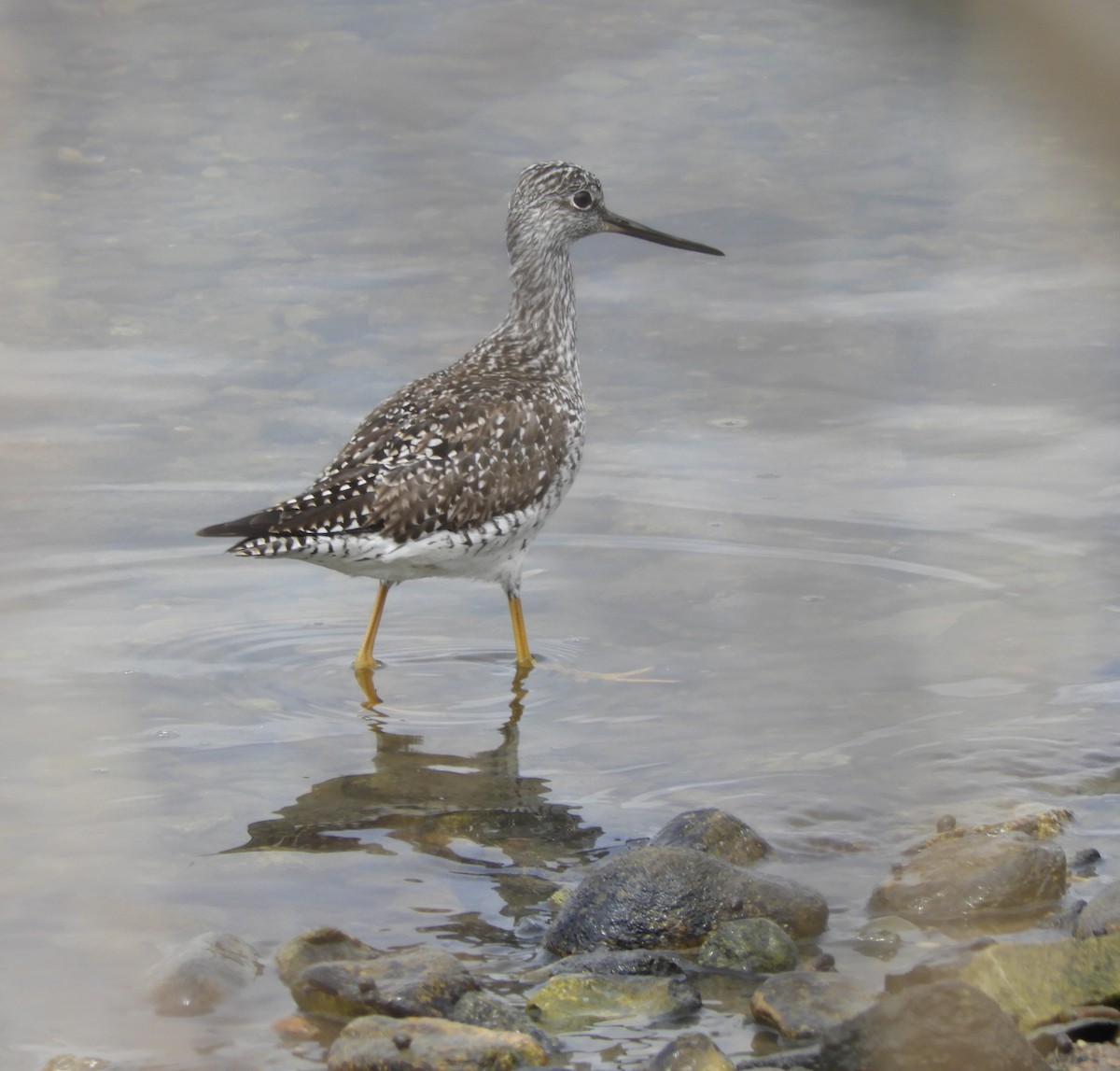 Greater Yellowlegs - Laura Markley