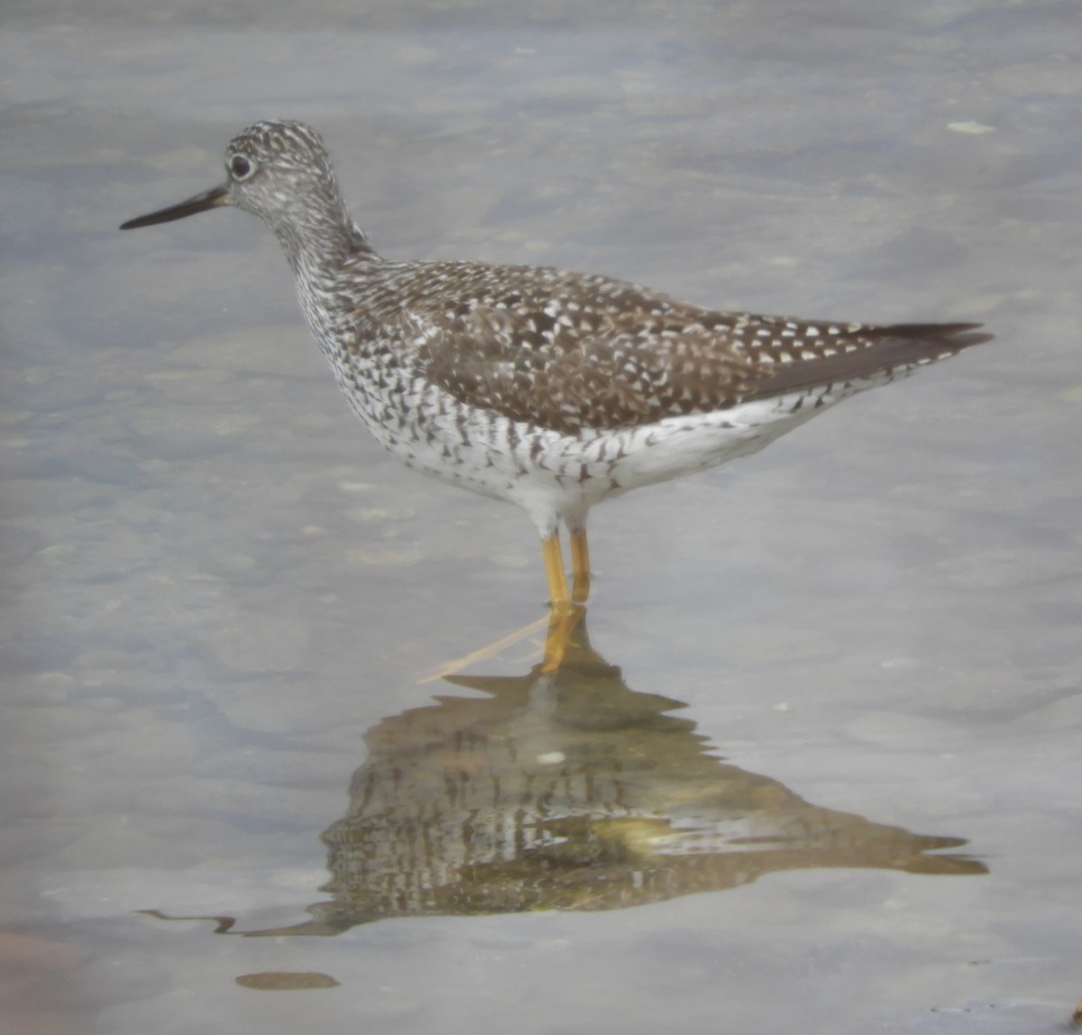 Greater Yellowlegs - ML620764575